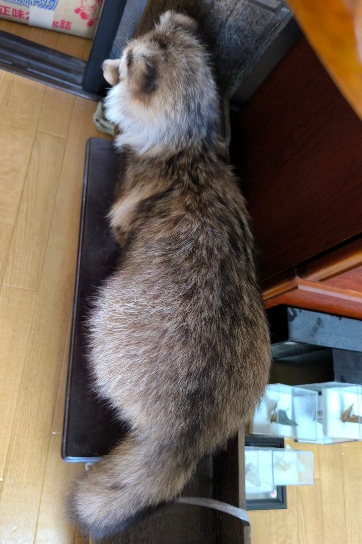 【最終値下】タヌキの剥製【6/25(水)まで】