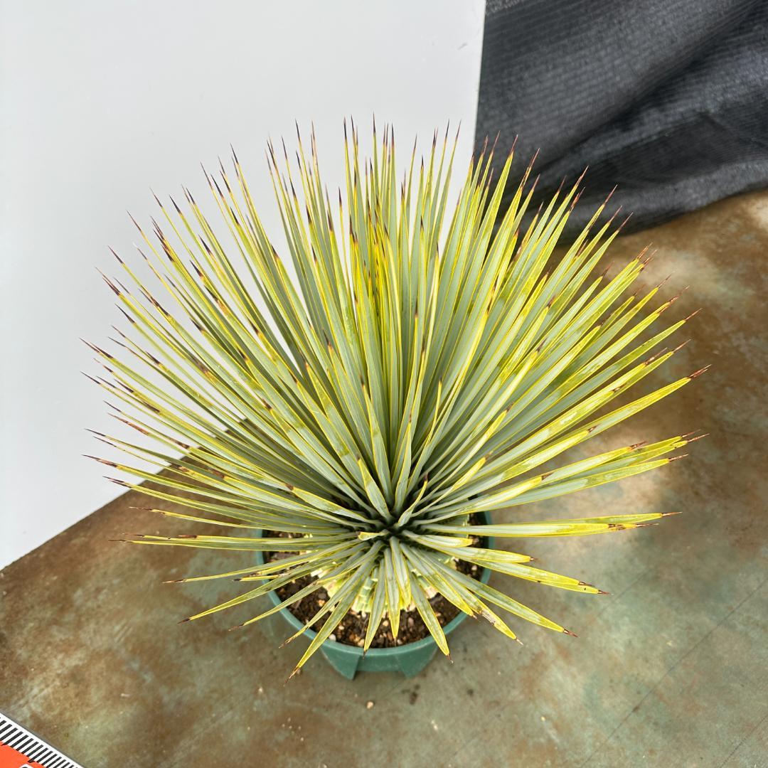 ユッカ　ロストラータ【24-665】超超美形　シルバーブルー