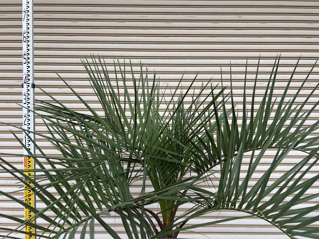 送料込み　ココスヤシ　シルバーリーフ　形状良　庭木　現品