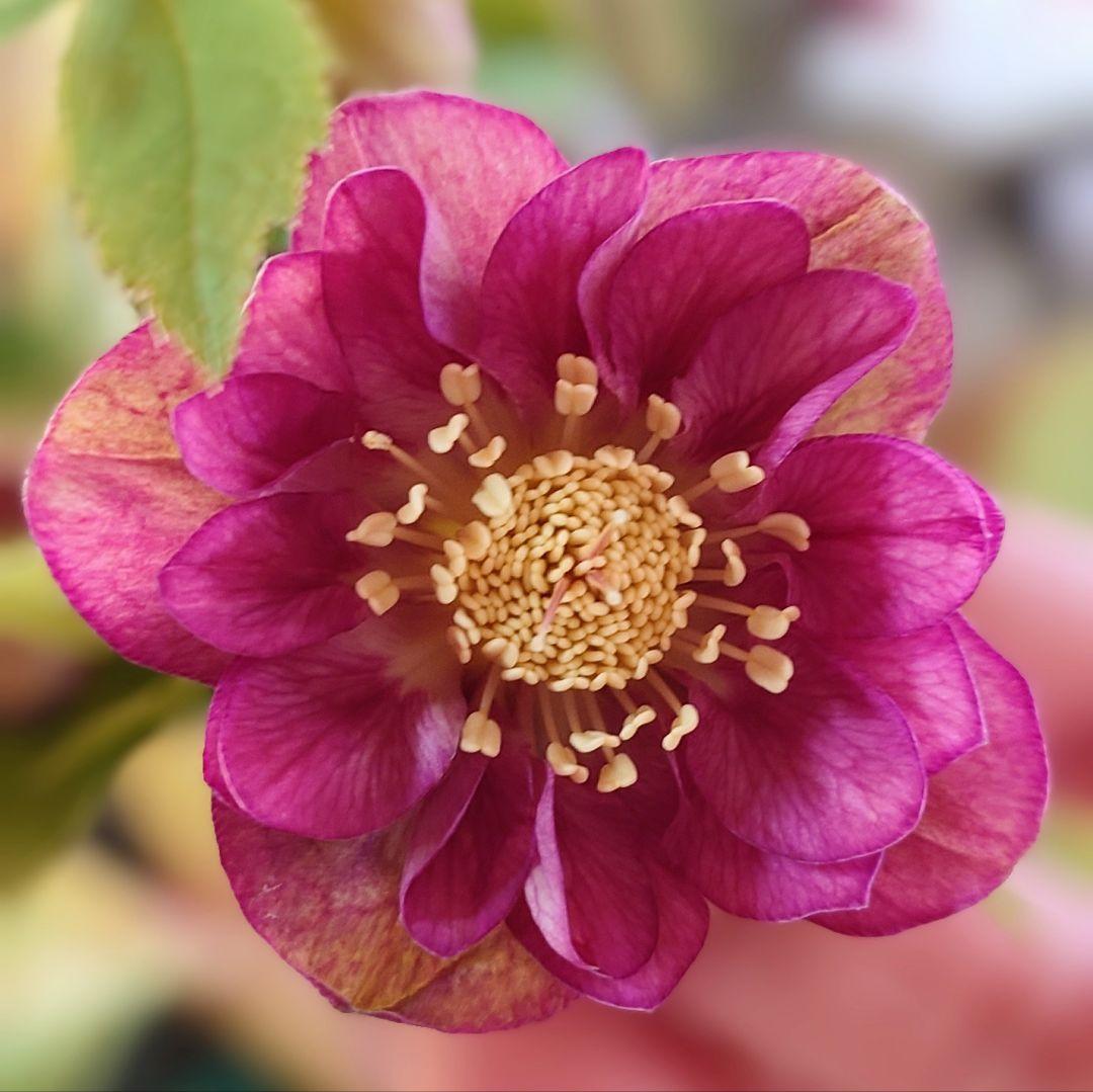 樹*♡様 クリスマスローズ株分け