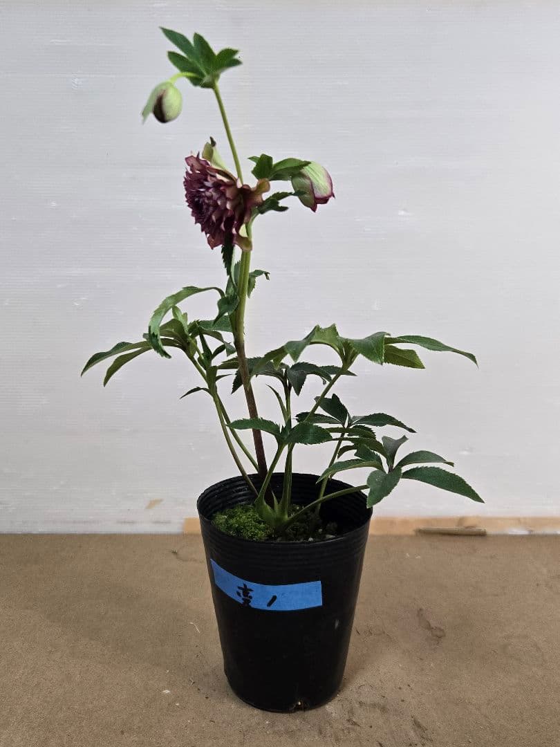 ☆クリスマスローズ☆超多弁　変わり咲き☆4.5号ポット☆希少☆