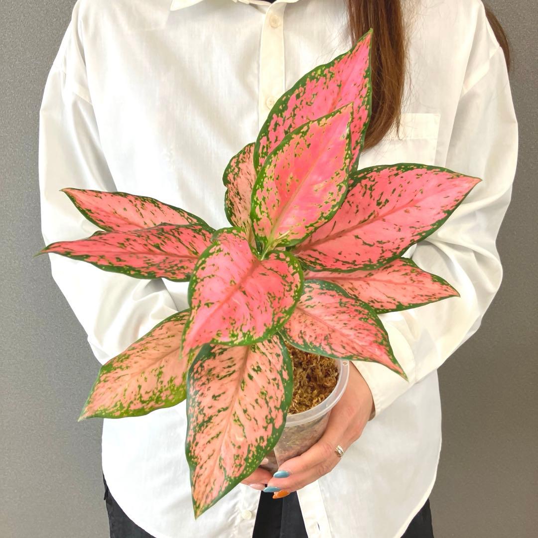 超希少❗️アグラオネマ　ピンクマルーン \"Pink Maroon\"✨