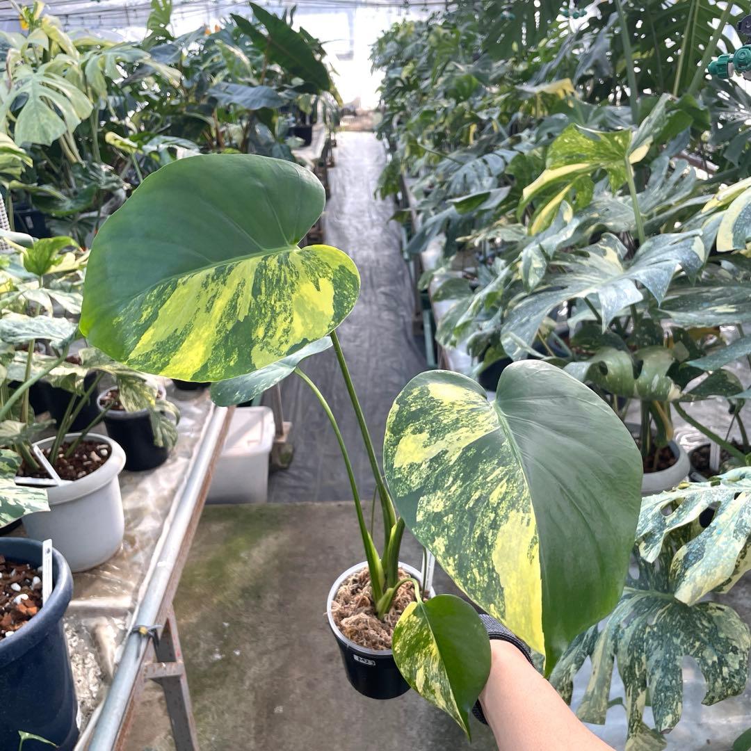 MZ3 モンステラ　イエローマリリン　黄斑入り