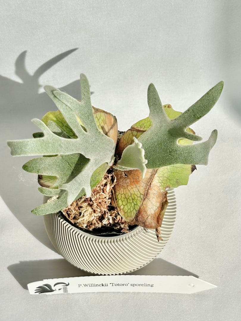 【メルカリ便】P. Willinckii Totoro' （spore）【96】