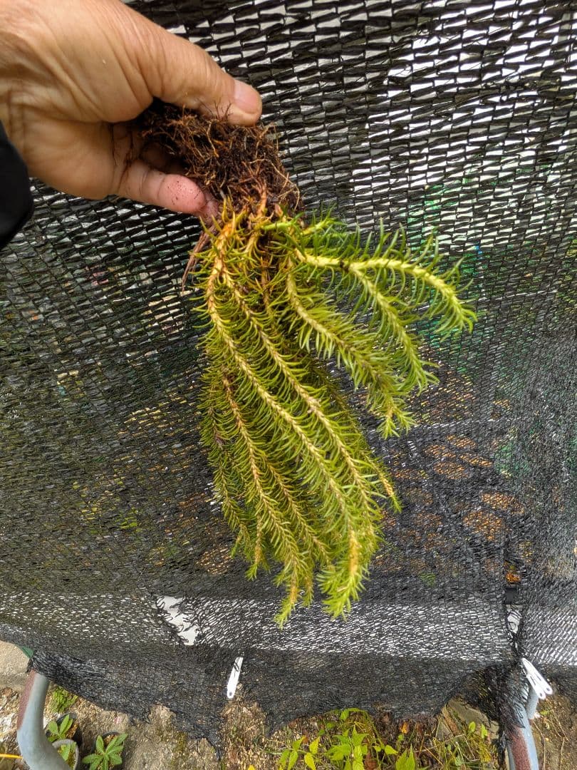 や*ょ様 山野草、シダ植物、着生植物　[スギラン]　大株１塊